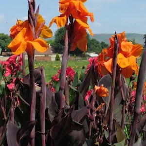 Black Canna Lily Wyoming Orange Flower Black Stems Bulbs Dark Perennial Flowers Live Plant Root Rare Tropical Landscaping Plants