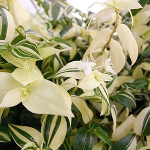 Fluminensis Variegata Houseplants Cuttings Live Plants Tradescantia Green and White House Plant cuttings