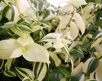 Fluminensis Variegata Houseplants Cuttings Live Plants Tradescantia Green and White House Plant cuttings