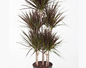 Dracaena Magenta Dragon Tree