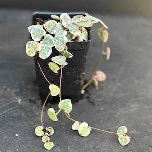 May include: A small potted plant with trailing vines and heart-shaped leaves with white variegation. The leaves are green with white spots.