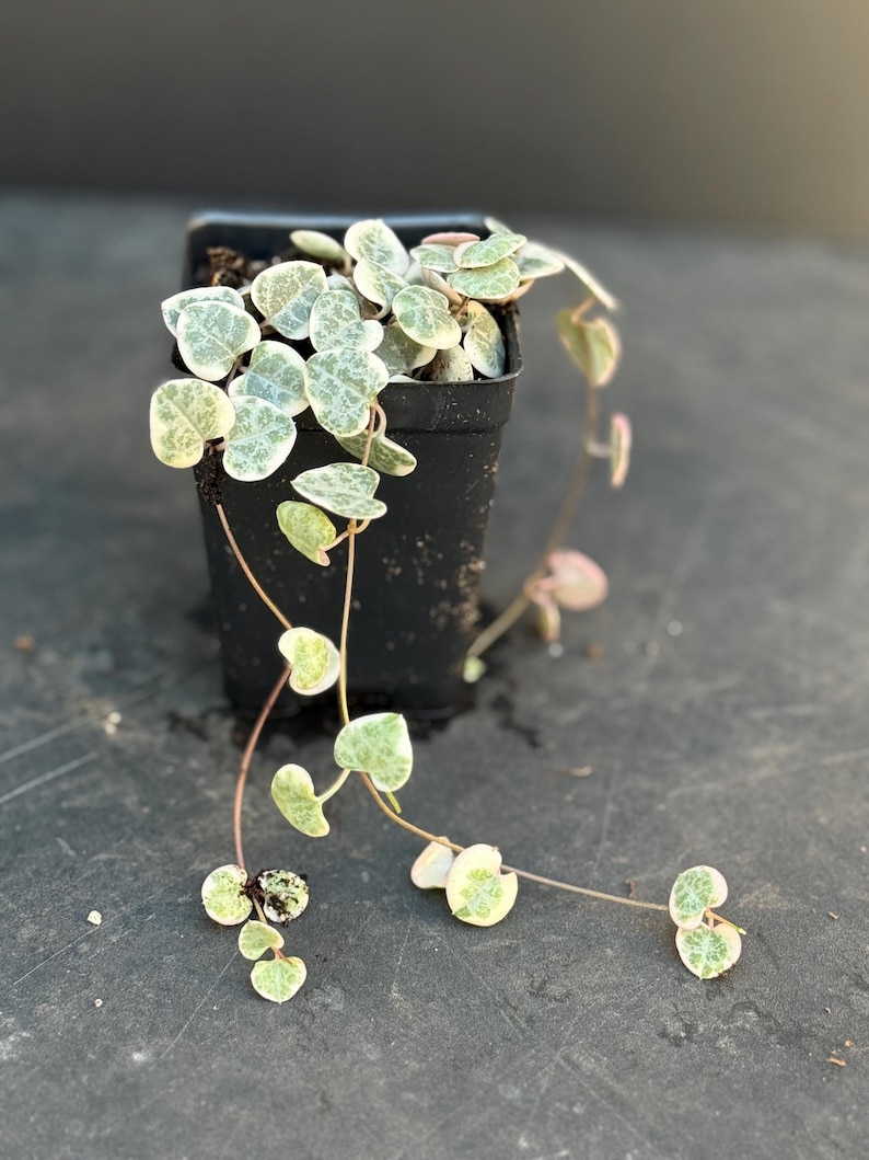 May include: A small potted plant with trailing vines and heart-shaped leaves with white variegation. The leaves are green with white spots.