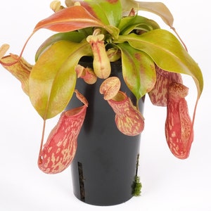 Spotted Pitcher Plant Gaya Nepenthes Carnivorous Houseplants Live Plant in Pot Indoor House Plants