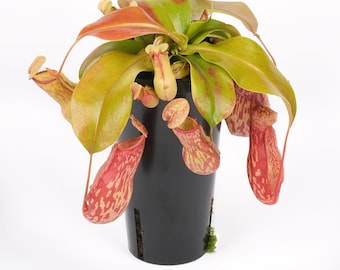 Spotted Pitcher Plant Gaya Nepenthes Carnivorous Houseplants Live Plant in Pot Indoor House Plants