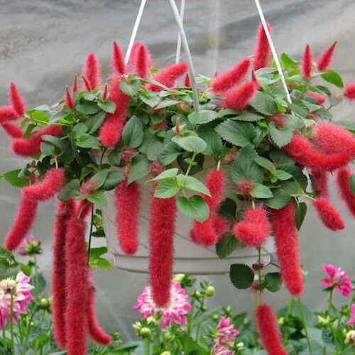 Strawberry Firetails Plant Live in Pot Perfect Gift House Etsy