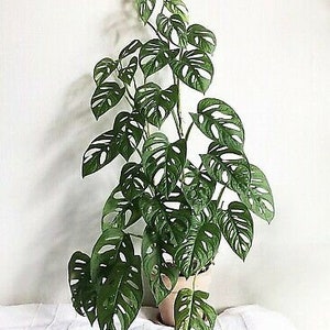 May include: A large, green Monstera plant with large, deeply lobed leaves. The plant is potted in a brown pot and is growing up a moss pole.