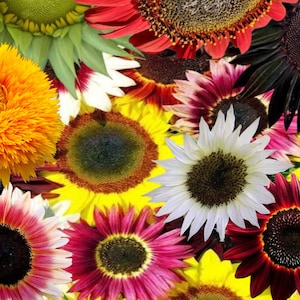 Rainbow Mix Sunflower Seeds Rare Sun Flower Seeds