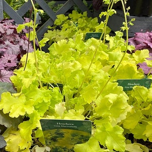 Lime Marmalade Heuchera Flowers Perennial Plants Live Plant Summer Spring Flower FULL Sun Coral Bells Sale image 1