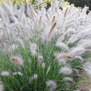 BIG WHITE Fountain Grass Pennisetum alopecuroides Hameln Perennial Ornamental 1 Live Plant Clumping