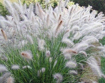 BIG WHITE Fountain Grass Pennisetum alopecuroides Hameln Perennial Ornamental 1 Live Plant Clumping