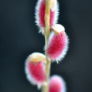 May include: Close-up of a branch with several fuzzy, pink flower buds.
