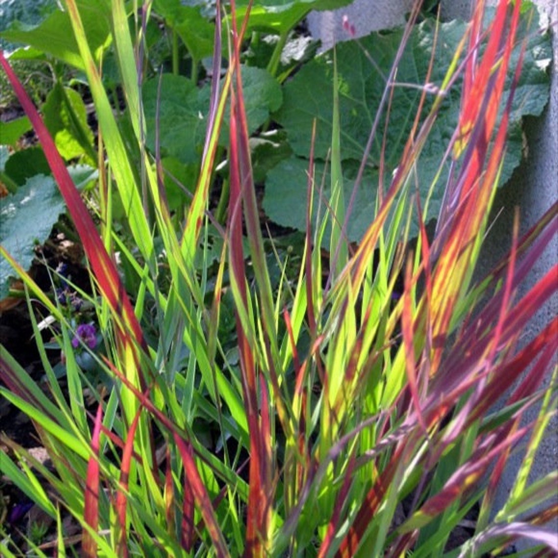 RED Switch Grass Tall Grows 4' Feet Perennial Ornamental 1 Etsy