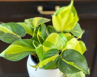 Philodendron Brasil House plants Live Plant in Pot indoor small starter USA Seller RARE Fast Growing HousePlants for Home Decor