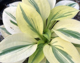OFERTA DE PRIMAVERA - Hosta Cameo Compacta Planta Viva Perenne