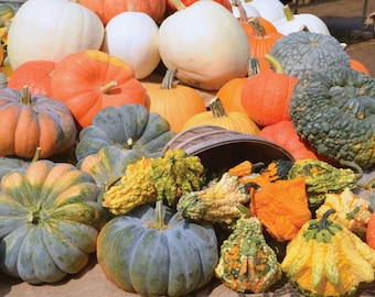 100+ PUMPKIN MEDLEY Gourd Mix - Non GMO - Organic Heirloom Vegetable Seeds for planting Fancy Decor Rare U S A Grower