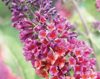 Bicolor Butterfly Bush Lilac Shrub Live Plant