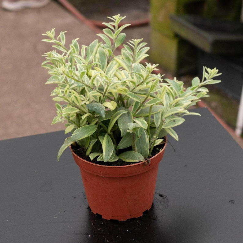 May include: A potted plant with green and cream-colored leaves. The plant is in a small, round, brown plastic pot. The leaves have a variegated pattern, with green and cream sections. The plant sits on a dark surface.