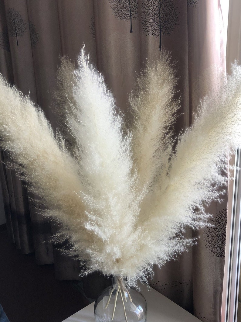 Pampas Grass WHITE Perennial Ornamental 1 Live Plant Home Etsy