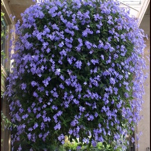K&ouml;nnte beinhalten: Ein h&auml;ngender Korb voller leuchtend blauer Blumen. Die kugelf&ouml;rmige Anordnung weist zahlreiche kleine, zarte Bl&uuml;ten und &uuml;ppiges gr&uuml;nes Laub auf, wodurch eine volle, kaskadenartige Darstellung entsteht. Der Korb ist an einer Kette aufgeh&auml;ngt und zeigt ein nat&uuml;rliches, florales Thema.