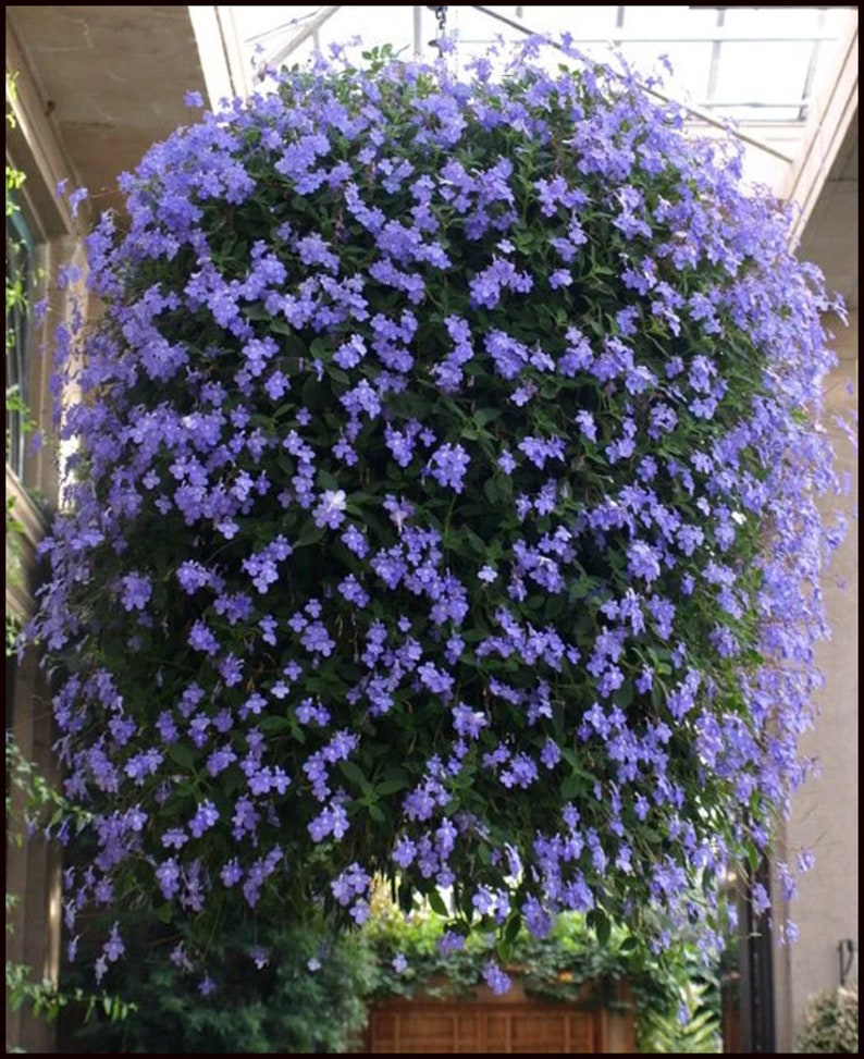 K&ouml;nnte beinhalten: Ein h&auml;ngender Korb voller leuchtend blauer Blumen. Die kugelf&ouml;rmige Anordnung weist zahlreiche kleine, zarte Bl&uuml;ten und &uuml;ppiges gr&uuml;nes Laub auf, wodurch eine volle, kaskadenartige Darstellung entsteht. Der Korb ist an einer Kette aufgeh&auml;ngt und zeigt ein nat&uuml;rliches, florales Thema.