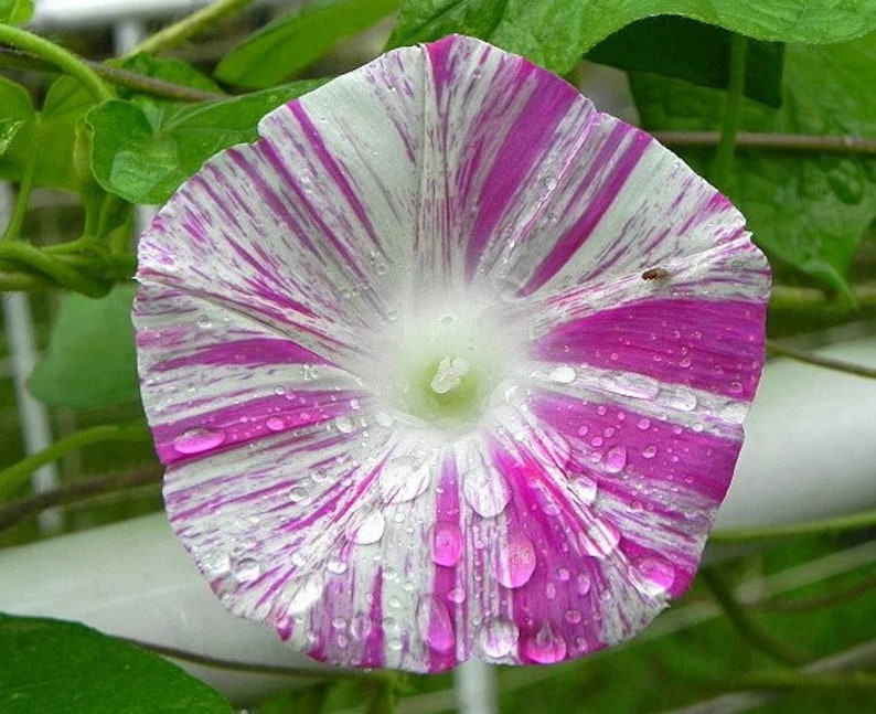 Carnival of Venice Morning Glory Vine Live Plants Blue Pink Purple Flowers House Plant image 3