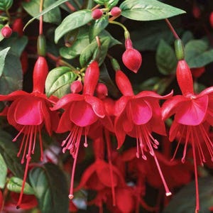 May include: Close-up of vibrant red fuchsia flowers in full bloom. The flowers have a distinctive bell shape with long, delicate stamens. Green leaves and buds are visible, creating a natural and colorful display. The image showcases the beauty of the fuchsia plant.