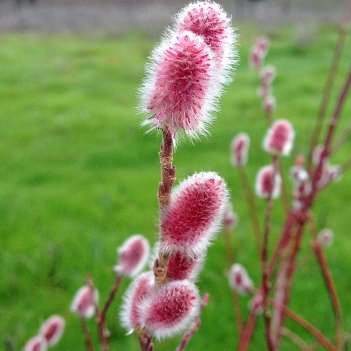 PINK Japanese Pussy Willow Mt Aso Plant LIVE Bush Shrubs Tree - Etsy