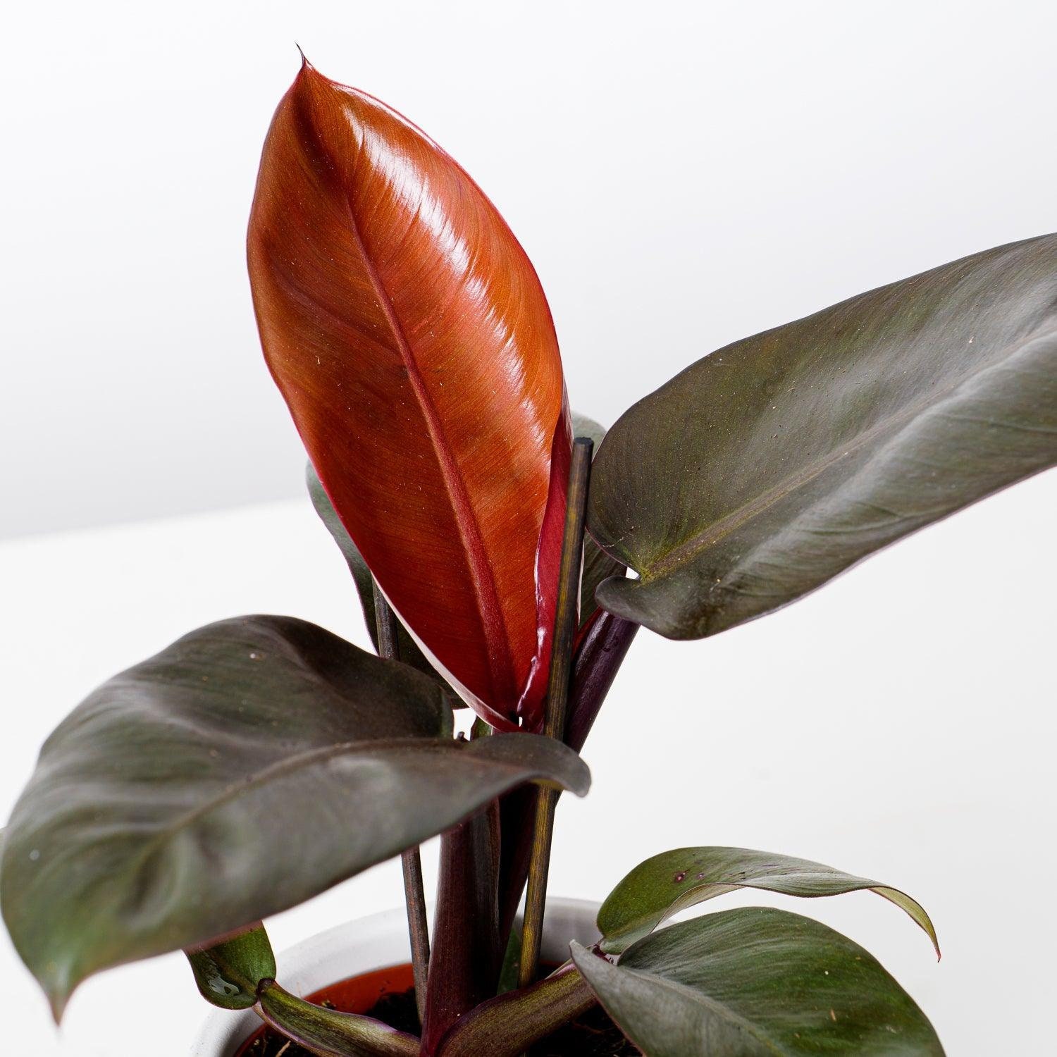 Philodendron Black Cardinal - Etsy Canada