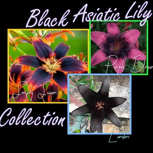 Black Asiatic Lily Collection Live Plant Potted Bulbs Perennial Flowers Live Plant Rare Get All 3
