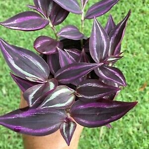 Plant Cuttings RED GEM Dark Desire Tradescantia Houseplants Live House Plants Zebrina Burgundy Black Red Plants