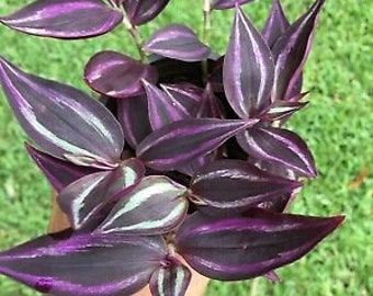 Plant Cuttings RED GEM Dark Desire Tradescantia Houseplants Live House Plants Zebrina Burgundy Black Red Plants