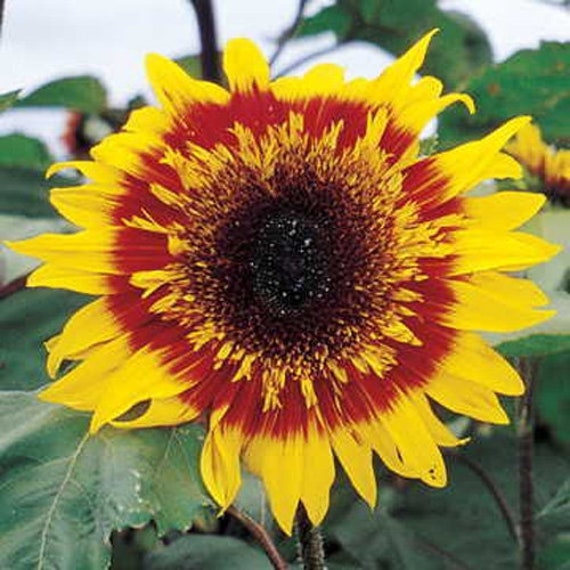 The Joker Double Sunflower Seeds Rare Sun Flower Seeds - Etsy