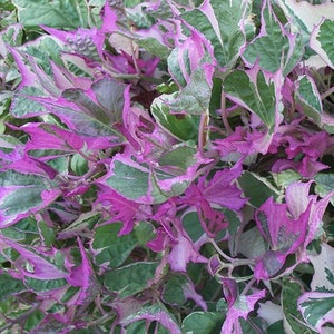 Tricolor Sweet Potato Vine Live Plants