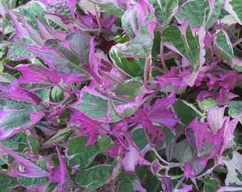 Tricolor Sweet Potato Vine Live Plants