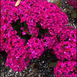 May include: A close-up of a vibrant pink flower cluster. The flowers are densely packed together, creating a lush and colorful display.