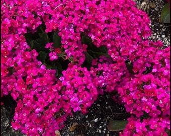 PINK Magic Carpet Creeping Thyme Flowers Ground Cover Live Plant