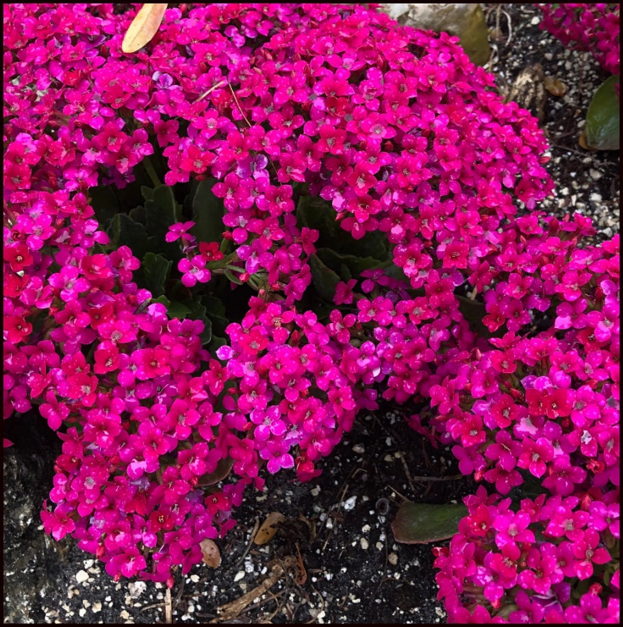 SUPER SALE - 5 Pack PINK Magic Carpet Creeping Thyme Flowers Ground Cover Live Plant - Last stock of 2025 - Limited Stock