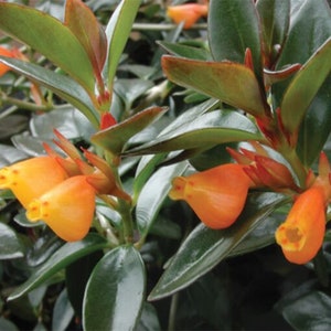 May include: Close-up of a plant with vibrant orange, bell-shaped flowers. The flowers have a yellow interior and are surrounded by dark green leaves with reddish edges. The plant's foliage is dense, creating a lush appearance.