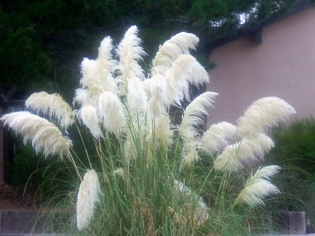 White Pampas Grass Seeds Perennial Flowering Ornamental Grasses Flower
