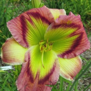 Daylily MALACHITE SUNBIRD Live Plant Outstanding Eyes Pattern Rose Elegant Colors Flowers Perennial zone 4-9 USA Seller