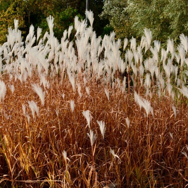 FIRE Grass Adagio White Plumes Miscanthus Orange Red Fall Color Perennial Ornamental 1 Live Plant Clumping Plants Dwarf Variety SALE