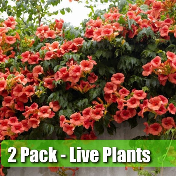 TWO (2) Trumpet Vine Flower Live Plant STARTER PLANTS in small pot 2.5" x 4" inch plants in pots