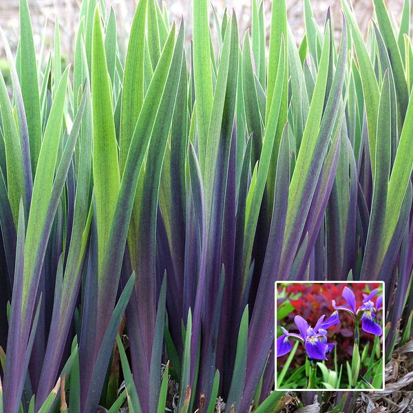 PURPLE FLAME Iris versicolor Blue Flag Flowers Thrives in Wet Areas Unique Purple Leaf Foliage Attractive in Landscape