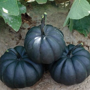 Black Midnight Pumpkin Seeds Gourd Non GMO Heirloom Vegetable for planting Fancy Decor (RARE)