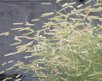 BLONDE AMBITION GRASS Bouteloua gracilis Blue grama Perennial Ornamental 1 Live Plant Clumping