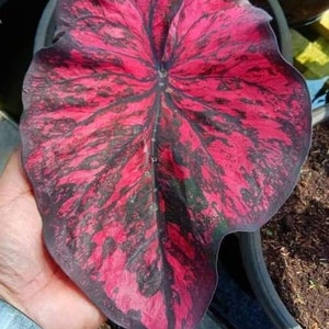 Crimson Sky Caladium PPP Plant Houseplants Live Plants Bulbs or 2.5" x 4" Inch Pot Pink Small Starter Fast Growing Plants Pre-Order March