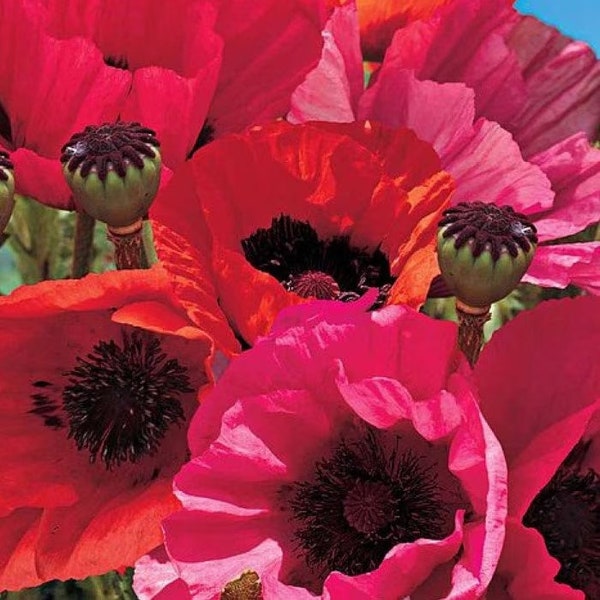 Fruit Punch Poppy Large Flowers Perennial Live Plant Perennial zone 3-7 USA Seller Papaver orientale