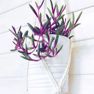 Ruby Necklace Plant Houseplants Live Plants House Plant 2.5" x 4" Inch Pot Fast Growing Plants Succulents