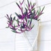 see more listings in the House Plant section