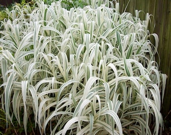 Arundo donax menthe poivrée en bâtons géant panaché de blanc pousse 12 pieds de haut vivace ornementale 1 plante vivante